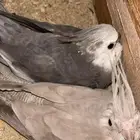 اعرض لكم زوج كروان منتج شرط