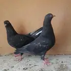 حمام قلابي (طبه)
