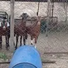 تيوس فل شحم ولحم