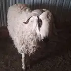 خروف حري ثني طيب شرط القريع