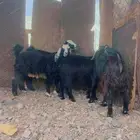تيسين وجفرتين