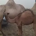 بكرة للبيع على الحليب