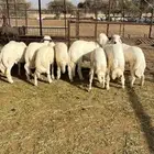 يوجد ذبايح خرفان وحشوان