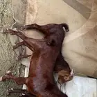مشاريع فحول صنف