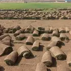 نجيل طبيعي C2000