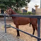 حصان عربي اصيل للبيع كفو ومعسوف لباقي المقاطع تواصل وتساب