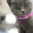 قط للتبني الخرج