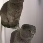 قطط سكوتش فولد للتزاوج