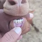 تيس محايلي ادهم جذع