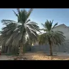نخل