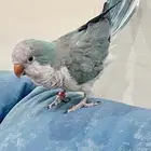 ابحث عن انثى كويكر