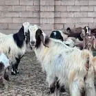 تيس فحل للبيع سنه سدس التيس طيب ماشاءالله لايجي غير الصامل