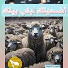 ذبيحتك لحد باب بيتك شامل الذبح والتوصيل
