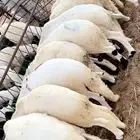 جميع انواع الذبايح يوجد سلخ وتوصيل