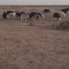 غنم