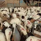 طليان سواكن فاخر