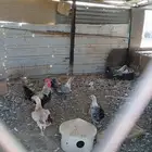 دجاج بياض شرط
