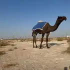 فحل طيب على بعير حجاب بن حنزاب