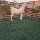 هولندي مطور