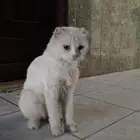بسه
