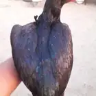 دجاجه سنديه