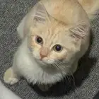 قطط