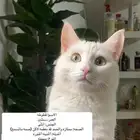قطه ( للتبني )