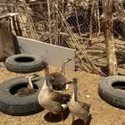 وز عراقي