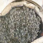 55 عود منحول بلدي العود 250 ريال من الاخر