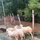 للبيع رخيل بلدي