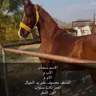 حصان شعبي كفو وحار