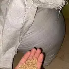 حب بر
