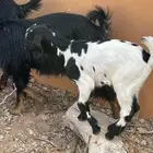 تيوس ذبائح صغار من 750 باقي ترضع