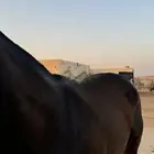 فرس انجليزية لقاح