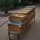 صناديق نحل