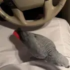 كاسكو أليف حمامه للبيع