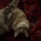 قط معقم للتبني