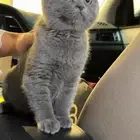 قط سكوتش فولد لتبني العمر 9 شهور