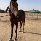 فرس