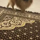 كلب للبيع انثى ل يجي اله الصامل