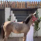 خيل