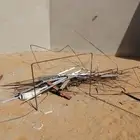 شينكو عماره