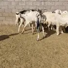 تيس بيشي فحل