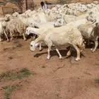 للبيع مراح حريات