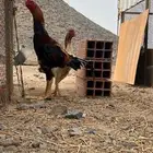 دجاج شامو فاخر