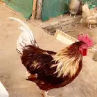 ديوك للبيع لوهمان ايزابراون