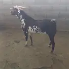 تيس فحل جنوبي امرخ
