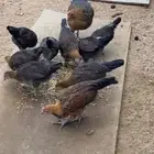 فروخ دجاج عربي اصيل فري انتاج حضان