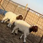 هرافا رخال