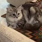 قطه العمر 5 شهور